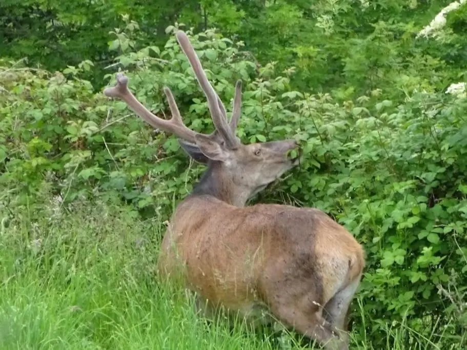 La Coume Du Cerf Vila Campan
